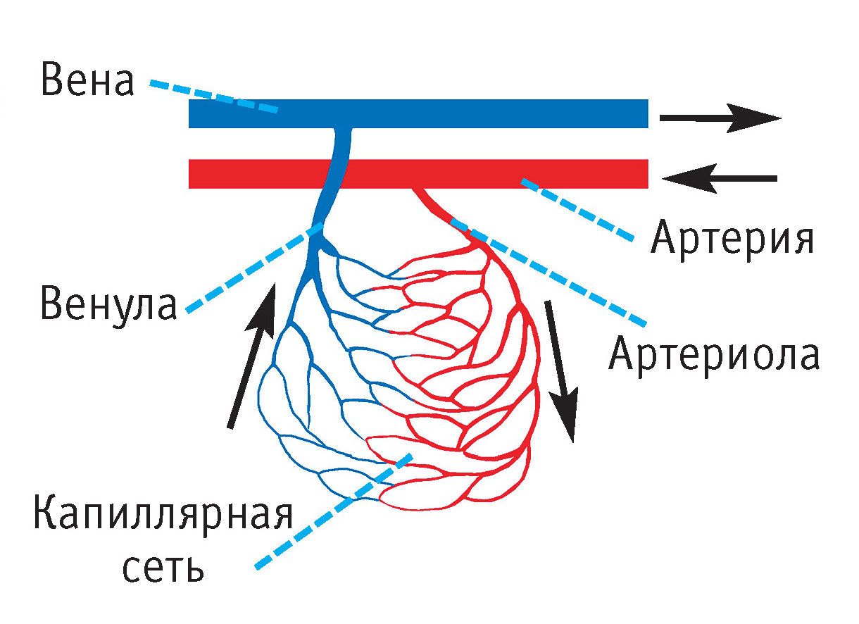 Рис. 1. Кровеносные сосуды (схема): венула (синий цвет), капиллярная сеть, вена (синий цвет), артерия (красный цвет), артериола (красный цвет) 
